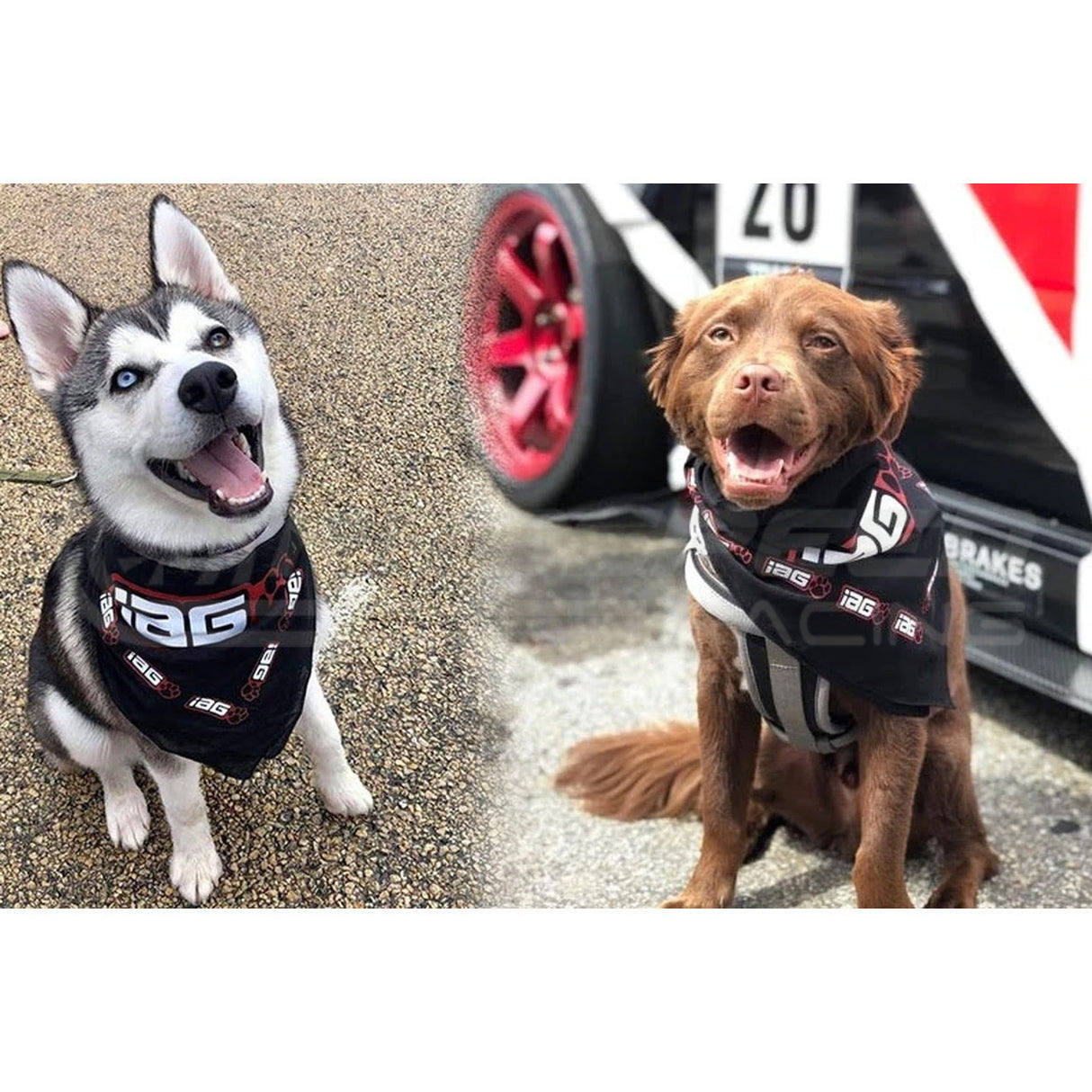 IAG Performance Doggo Swag Pack w/Bandana and Dog Tag